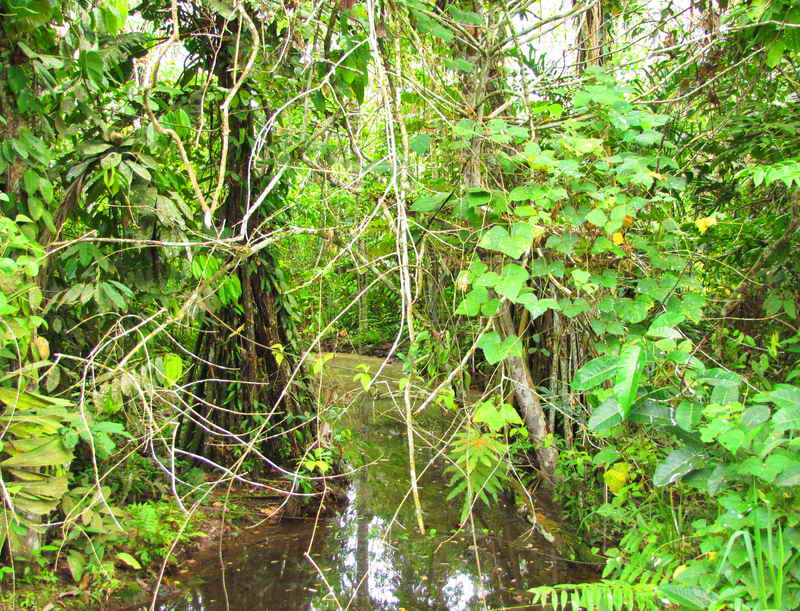 Amazon Jungle - Iquitos - Peru