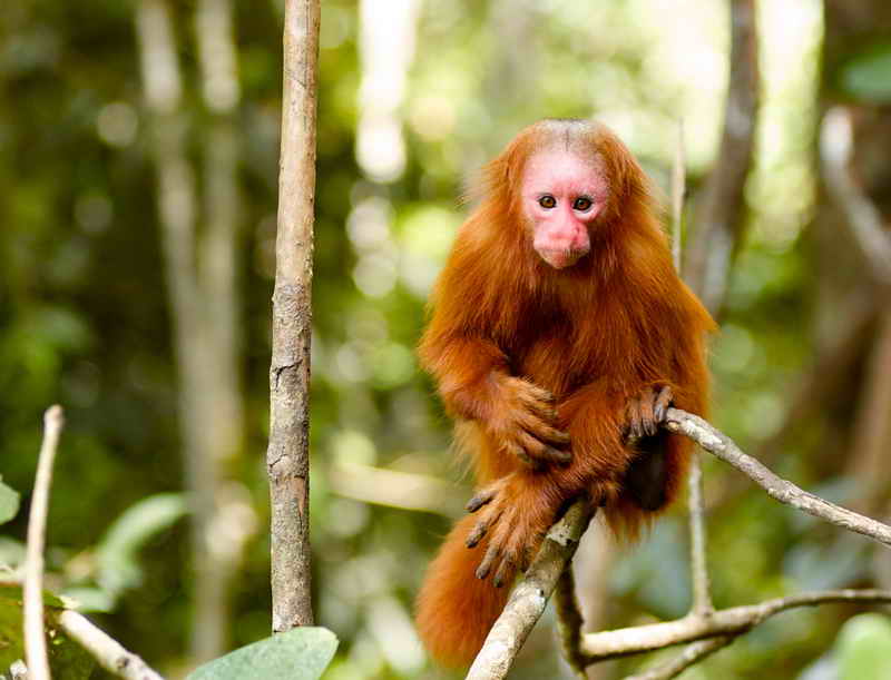 Monkey Island - Iquitos - Peru